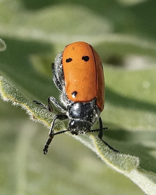 leaf beetle